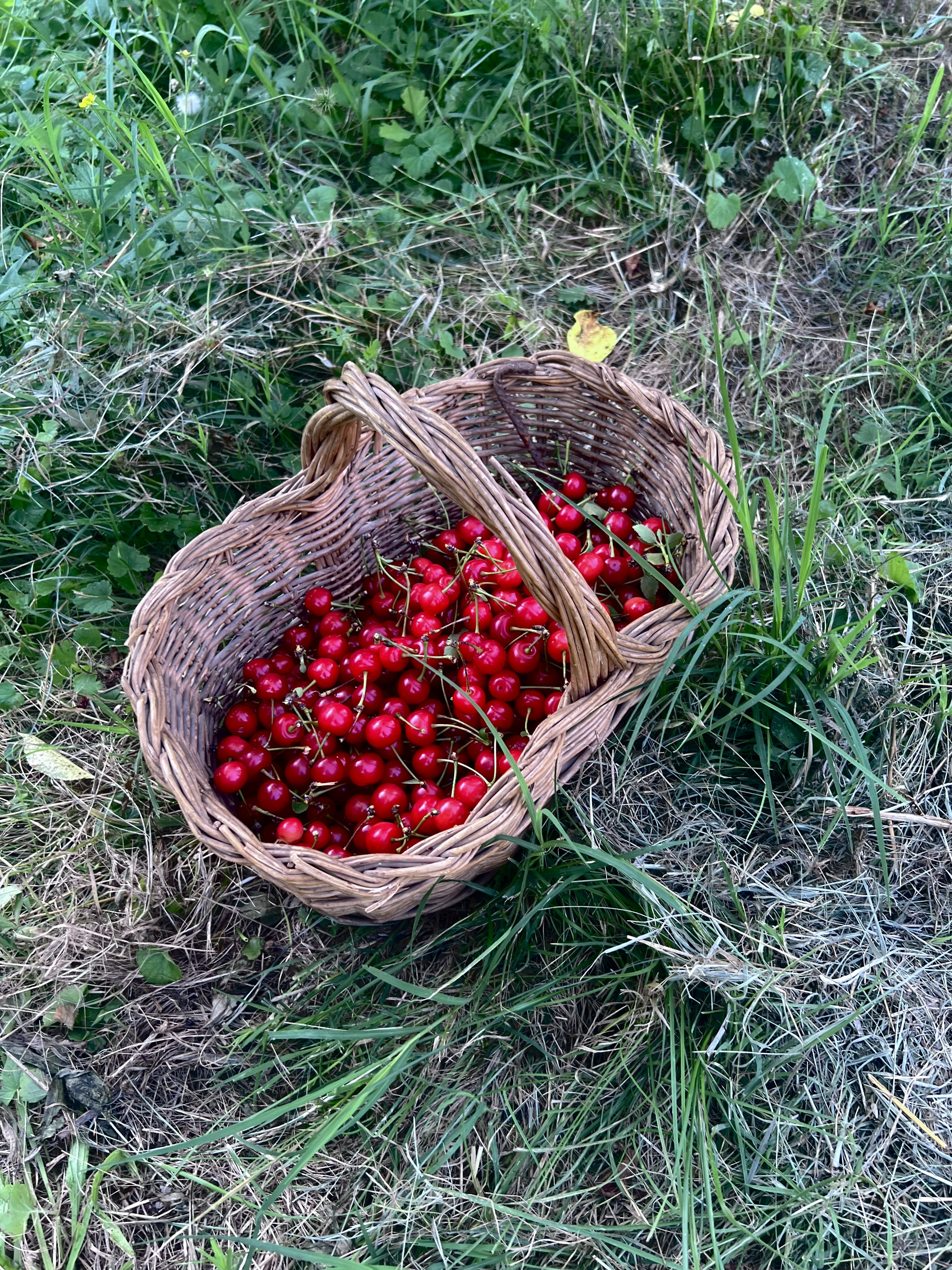 Degustazione e Autoraccolta