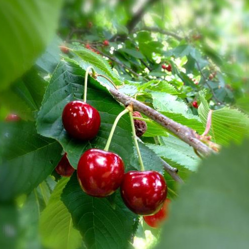 Frutta e varietà